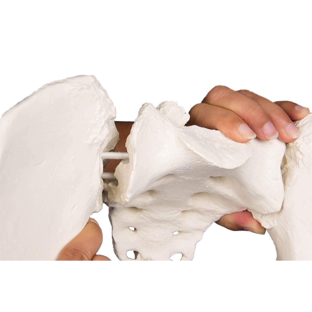 Erler-Zimmer Weibliches Becken Modell flexibel