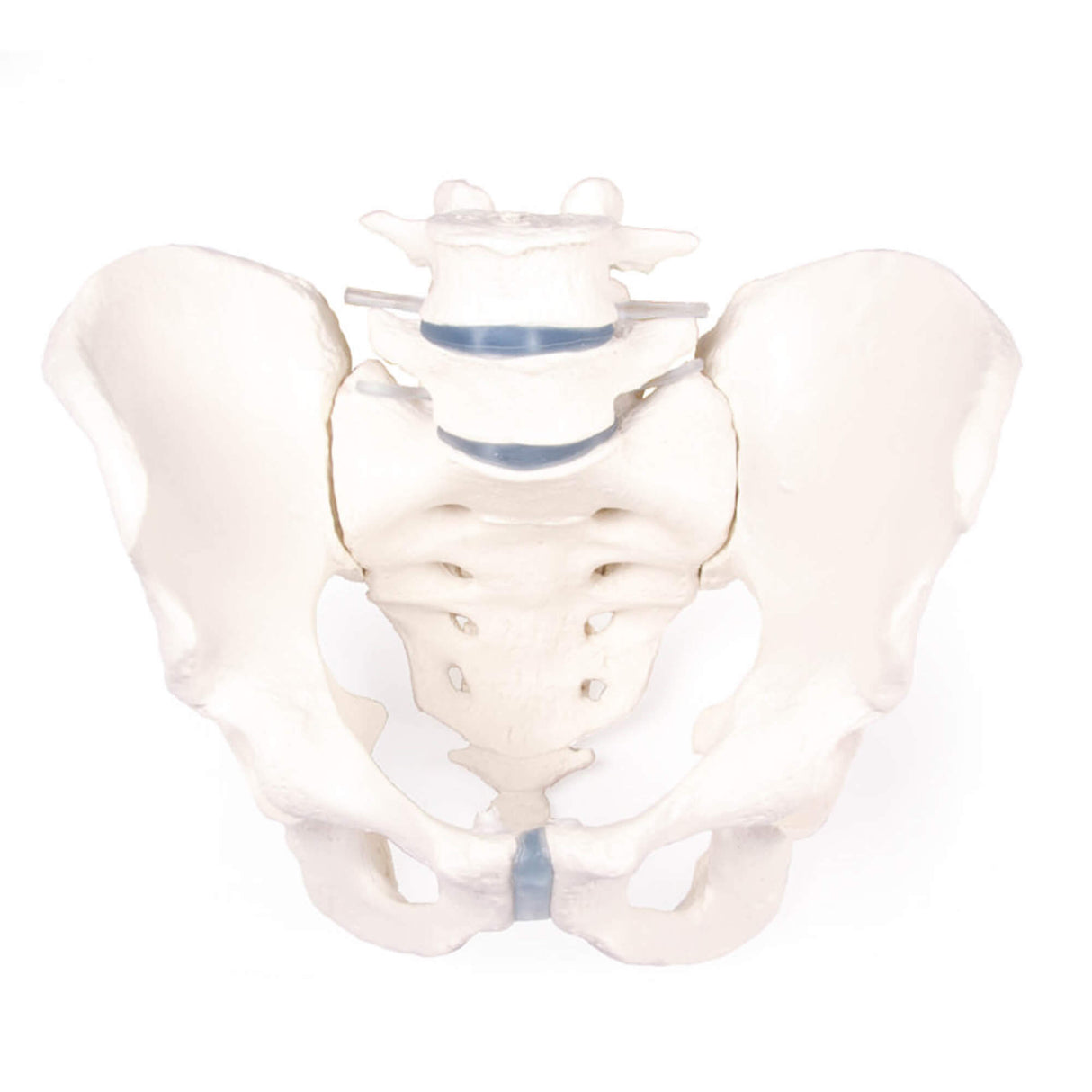 Erler-Zimmer Männliches Becken Modell mit Kreuzbein und 2 Lendenwirbeln