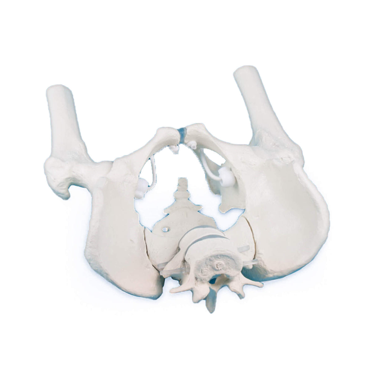 Erler-Zimmer Männliches Becken Modell mit Kreuzbein 2 Lendenwirbeln und Obersch.