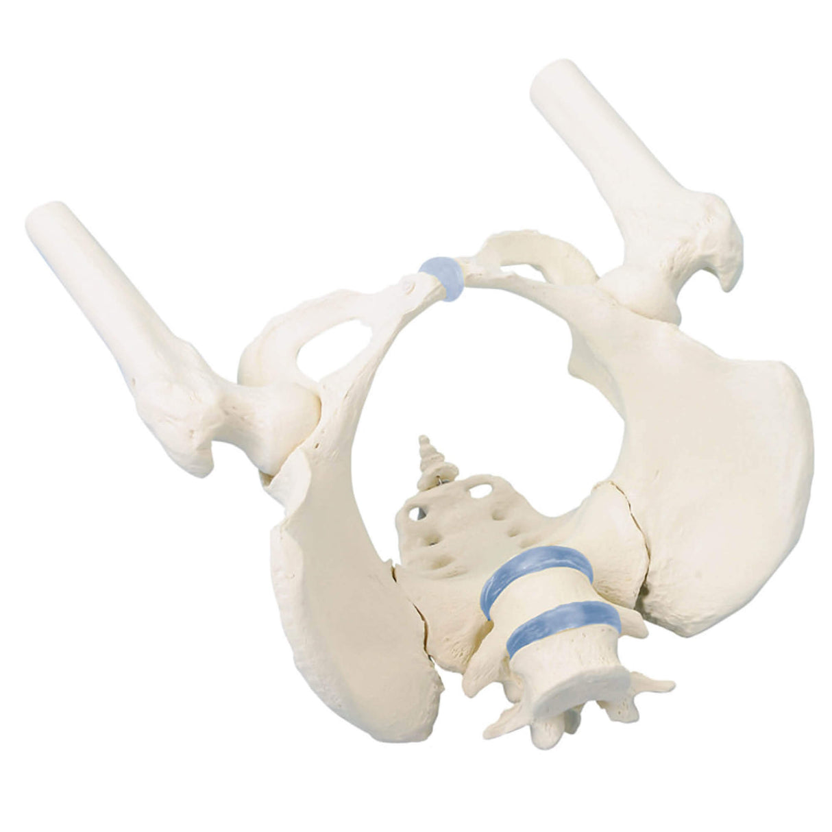 Erler-Zimmer Weibliches Becken Modell mit Kreuzbein 2 Lendenwirbeln und Oberschenk.