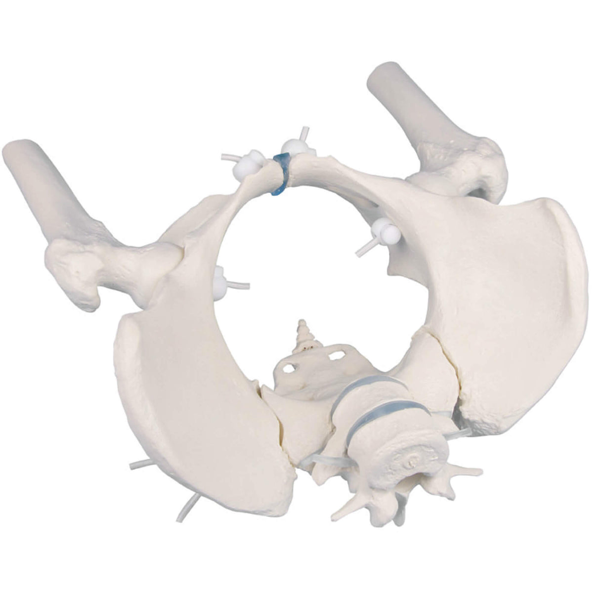 Erler-Zimmer Weibliches Becken Modell mit Kreuzbein 2 Lendenwirbeln und Oberschenkelstümpfen flexibel