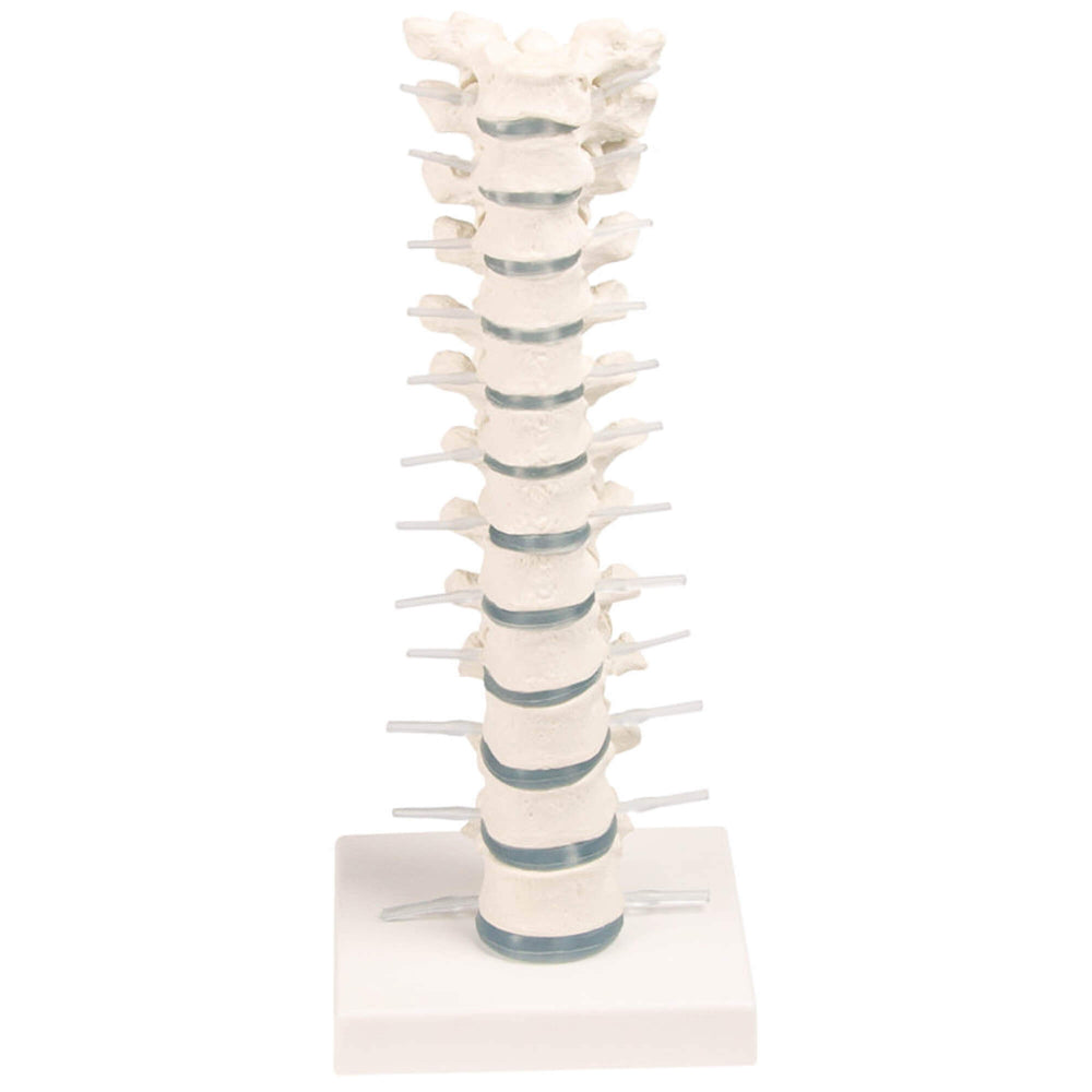 Erler-Zimmer Brustwirbelsäule Modell mit Stativ