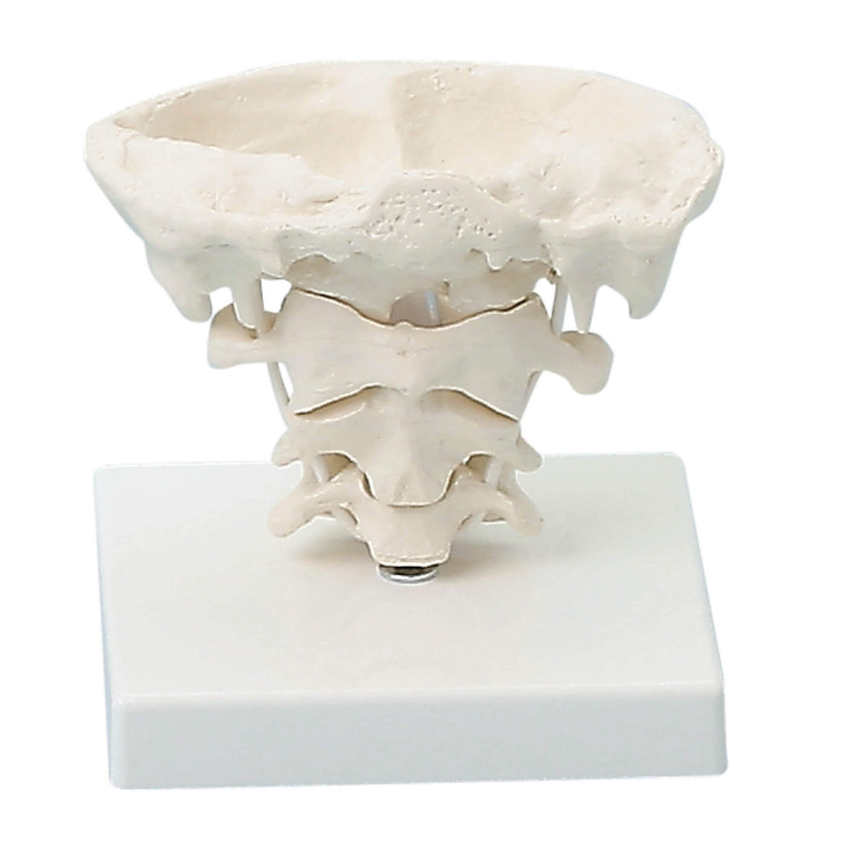 Erler-Zimmer Kopfgelenke Modell natürliche Größe mit Stativ