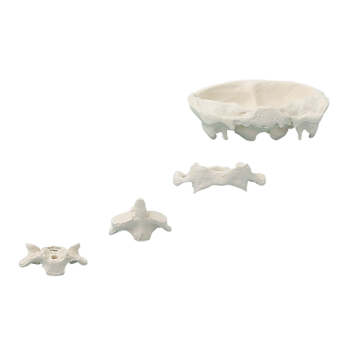 Erler-Zimmer Kopfgelenke Modell natürliche Größe