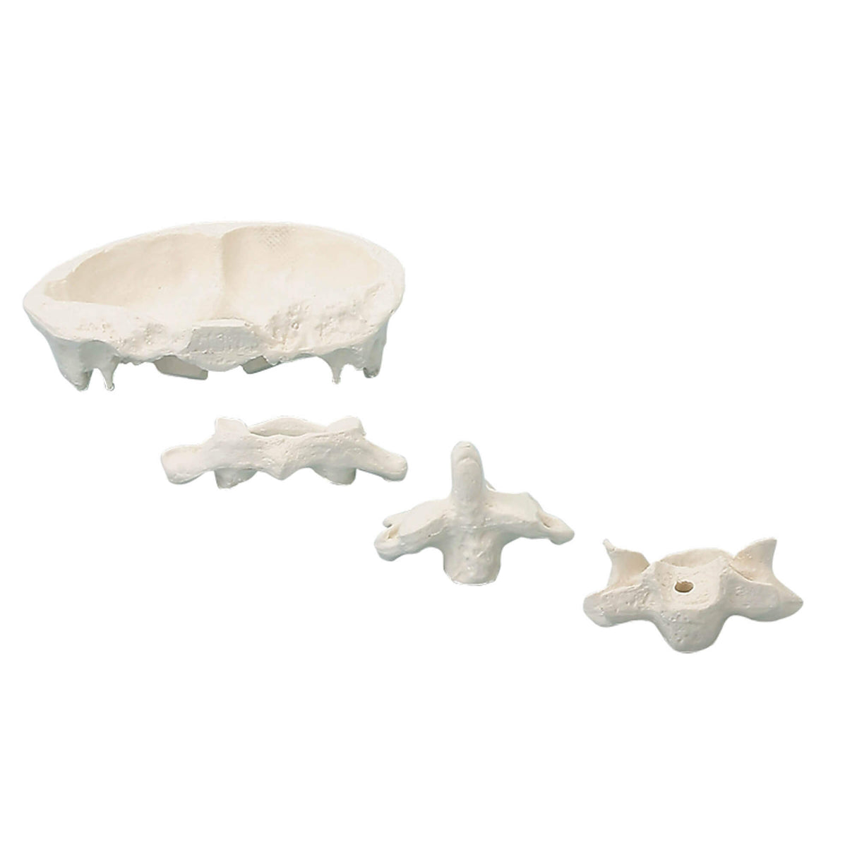 Erler-Zimmer Kopfgelenke Modell 2 fach vergrößert