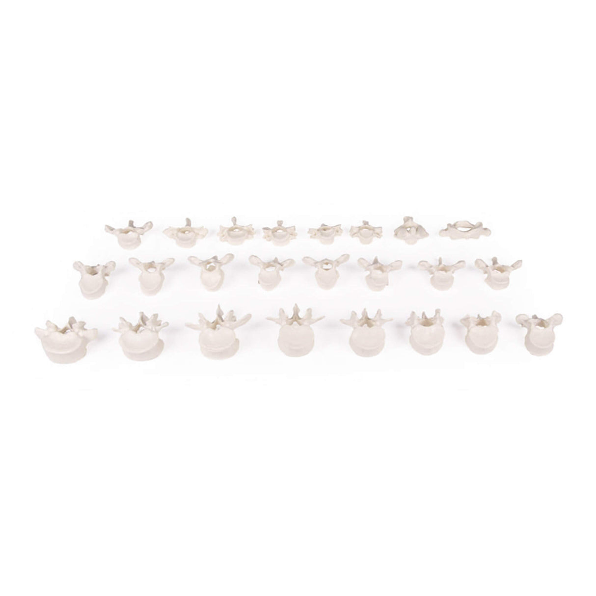 Erler-Zimmer Wirbelsäule Modell lose auf Gummi aufgesteckt