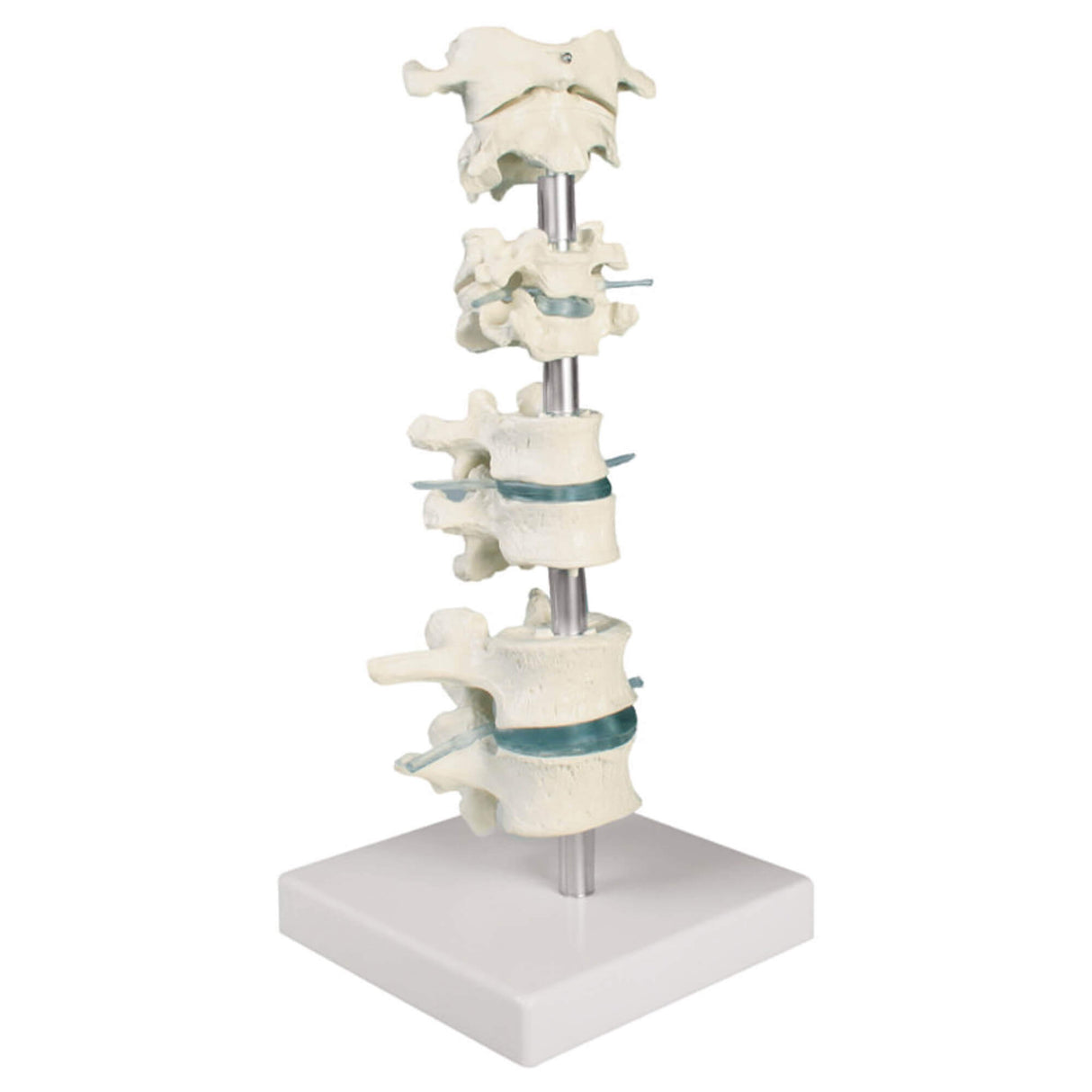 Erler-Zimmer Wirbelsammlung Modell 8 Wirbel mit Stativ