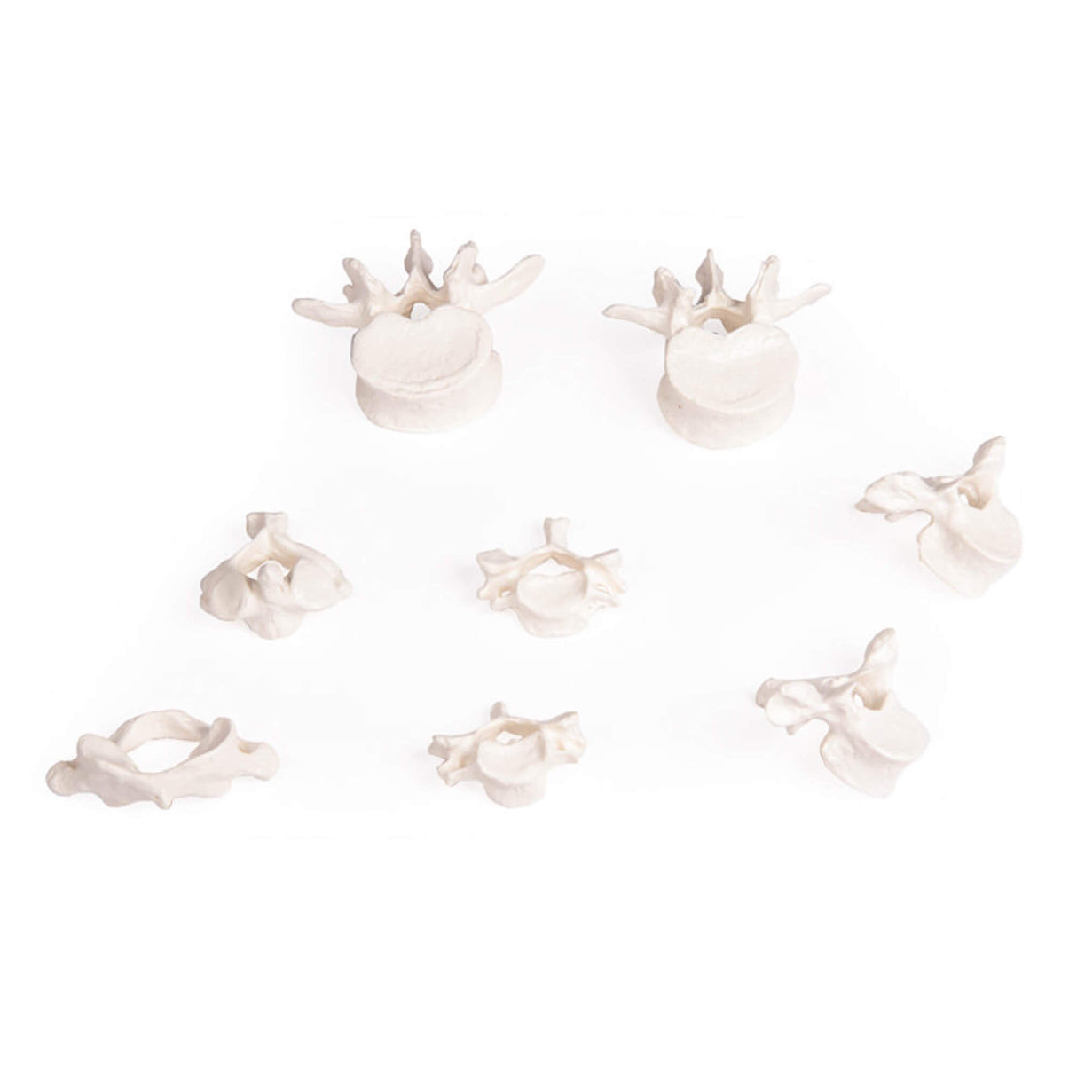 Erler-Zimmer Wirbelsammlung Modell 8 Wirbel