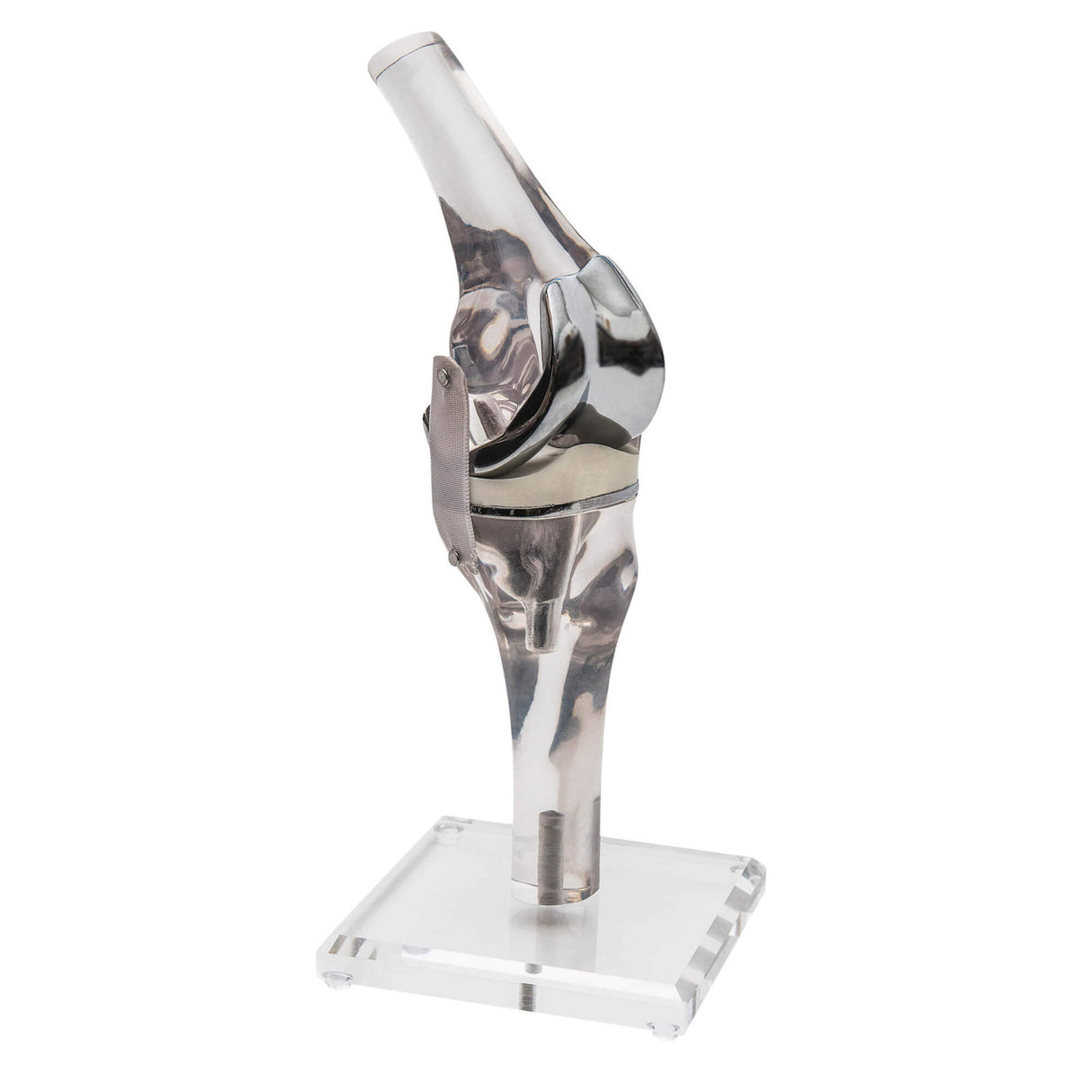 Erler-Zimmer Knie Modell Modell mit Endoprothese