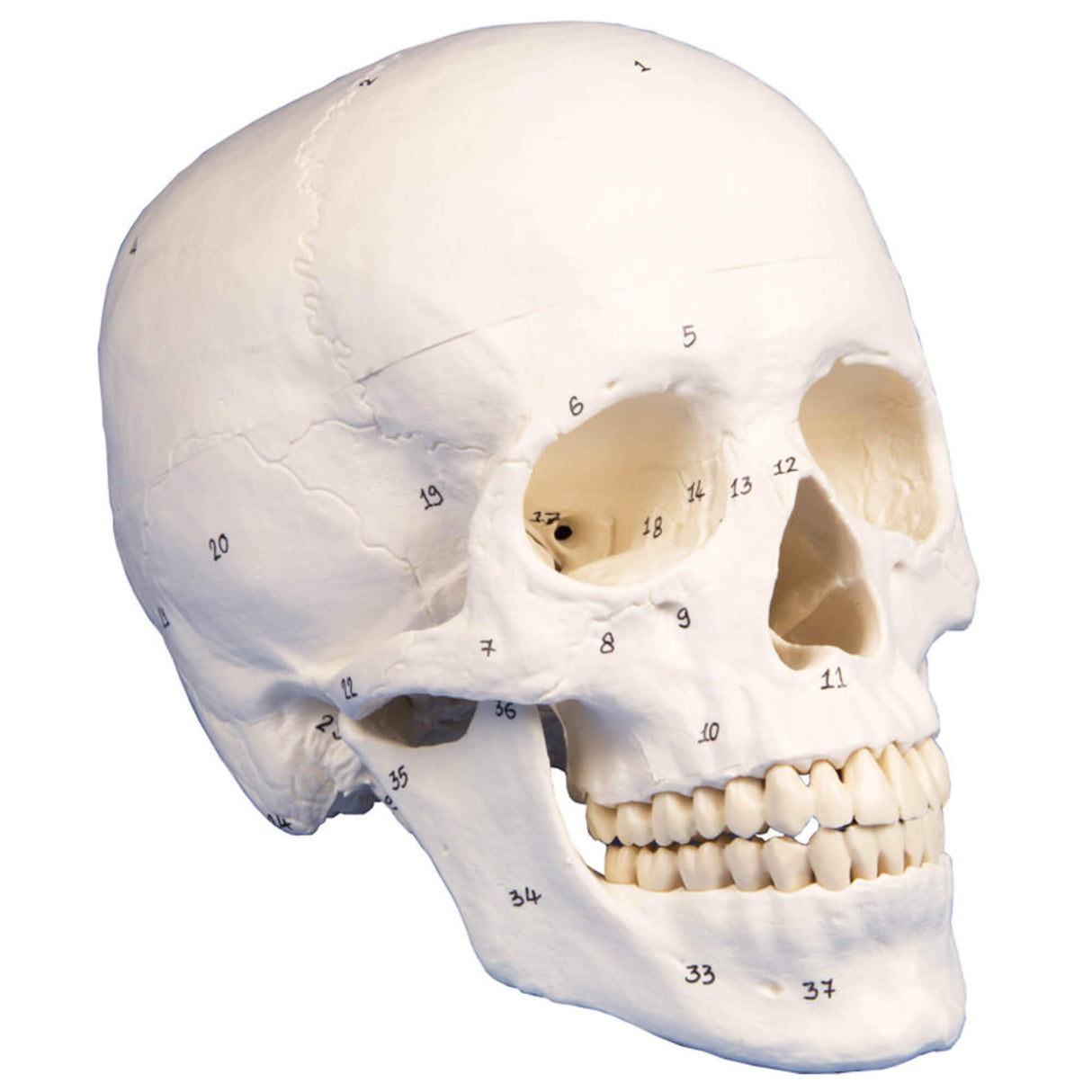 Erler-Zimmer Schädel Modell 3 teilig nummeriert