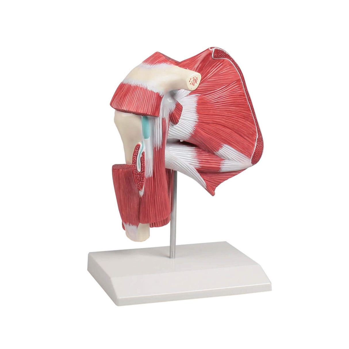 Erler-Zimmer Modell der Schultermuskulatur mit tiefen Muskeln