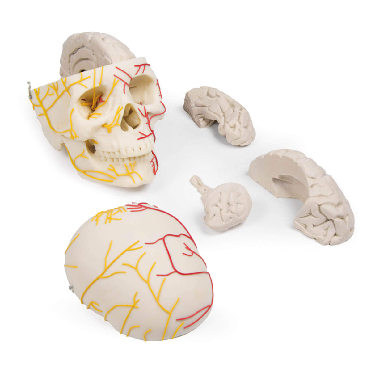 Erler-Zimmer Neurovasculärer Schädel Modell mit Gehirn