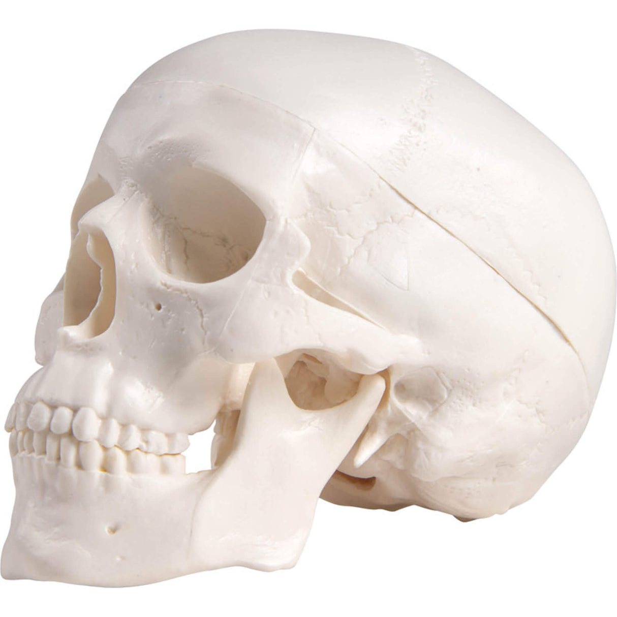Erler-Zimmer Miniatur Schädel Modell mit Stativ