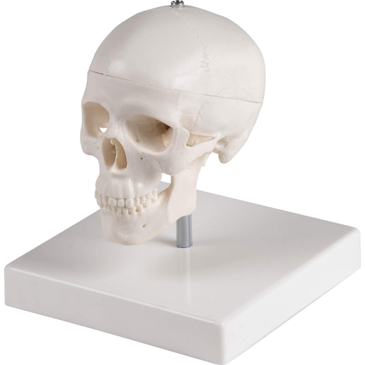Erler-Zimmer Miniatur Schädel Modell 3teilig