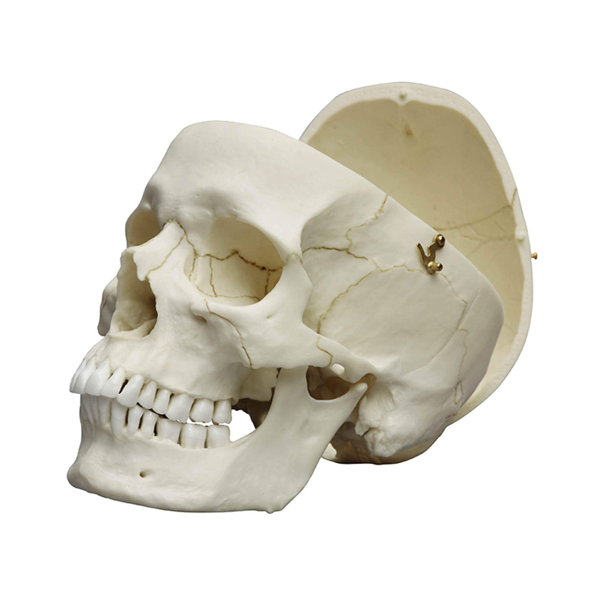 Erler-Zimmer Erwachsenenschädel Modell männlich