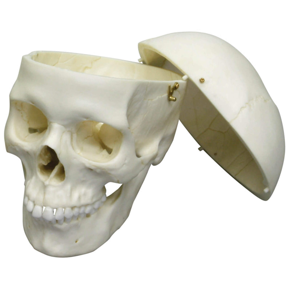 Erler-Zimmer Erwachsenenschädel Modell weiblich