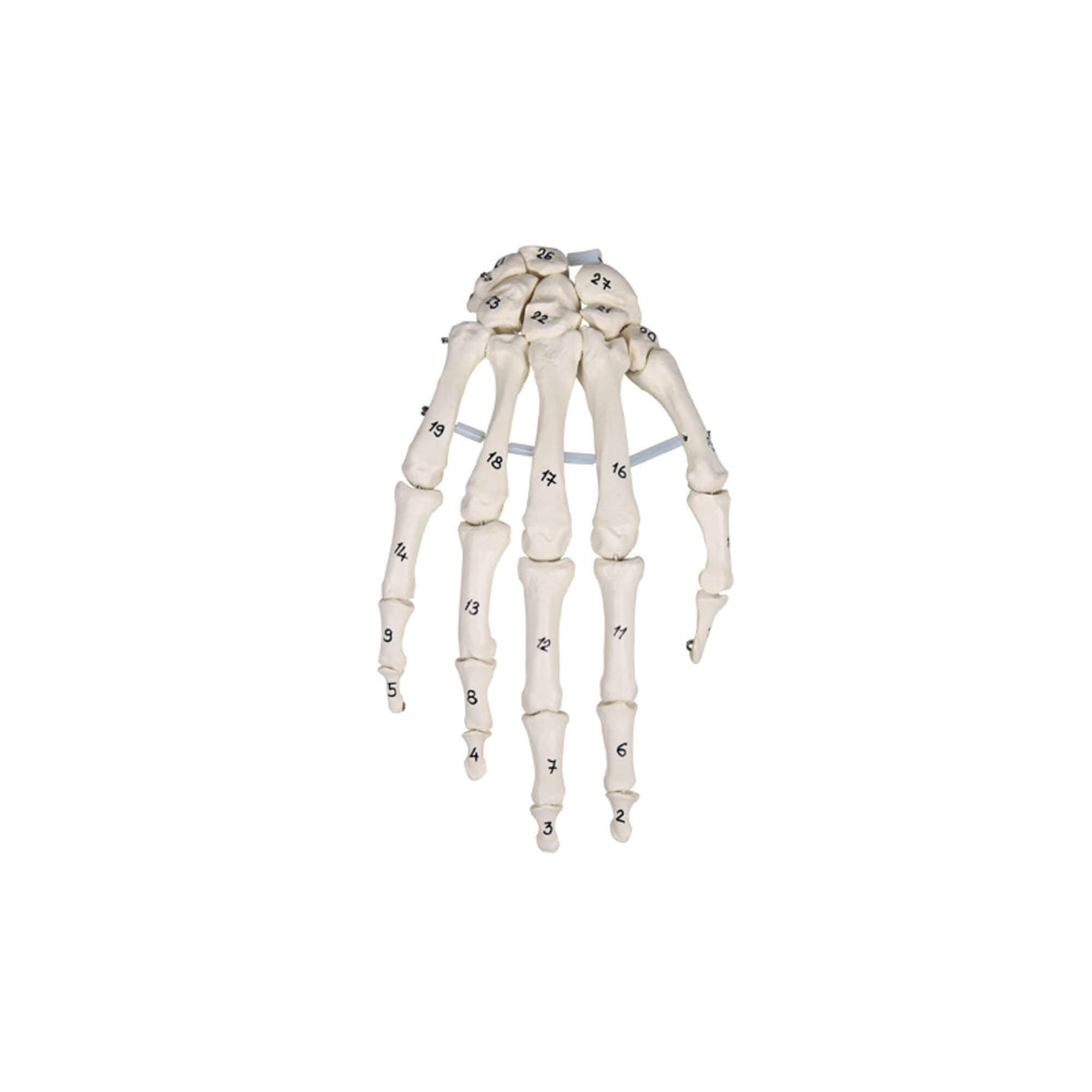 Erler-Zimmer Handskelett Modell mit Knochennummerierung