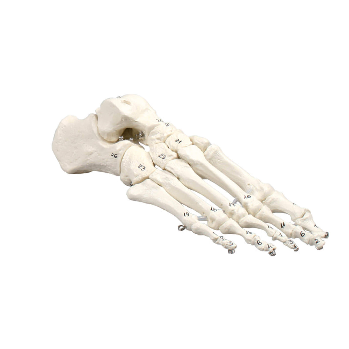 Erler-Zimmer Fußskelett Modell nummeriert