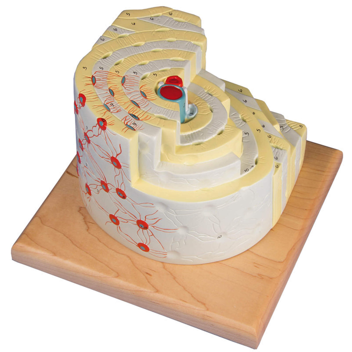 Erler-Zimmer Knochenstrukturmodell 500 fache Größe