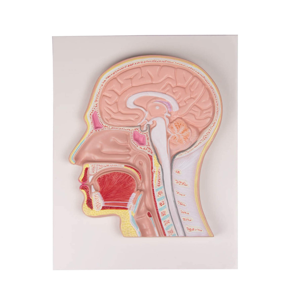 Erler-Zimmer Medianschnitt des Kopfes Reliefmodell