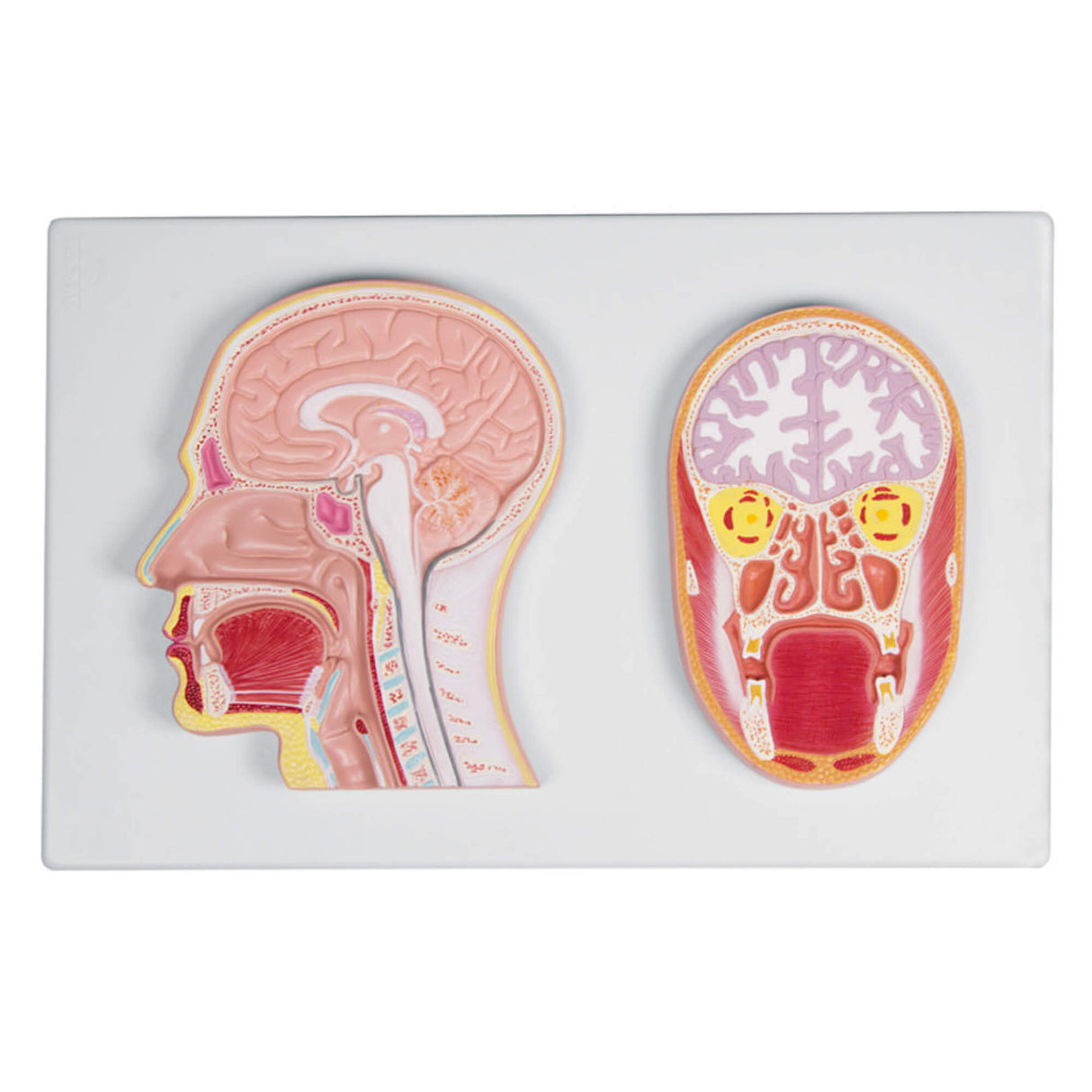 Erler-Zimmer Frontal und Medianschnitt des Kopfes Reliefmodell