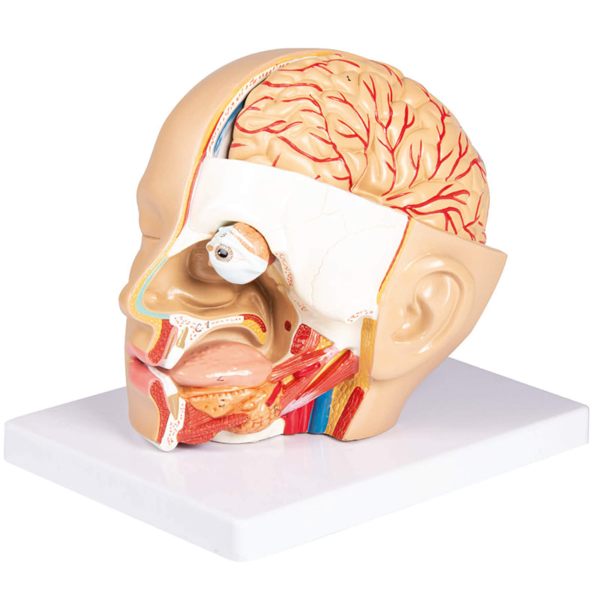Erler-Zimmer Kopf Modell zerlegbar 4 Teile
