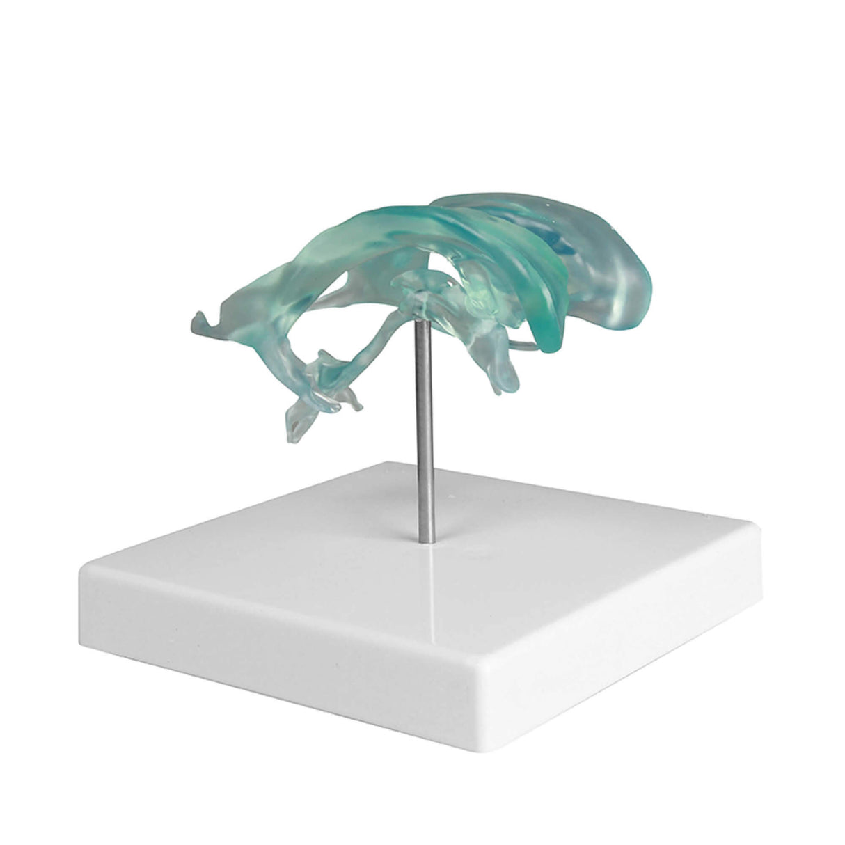 Erler-Zimmer Gehirnventrikel Modell