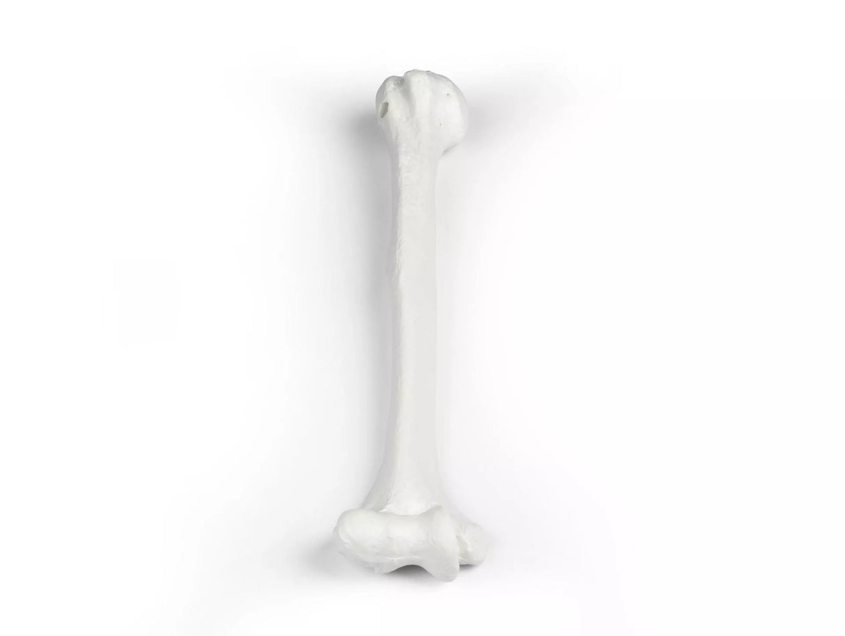 Erler-Zimmer Oberarm Modell Humerus