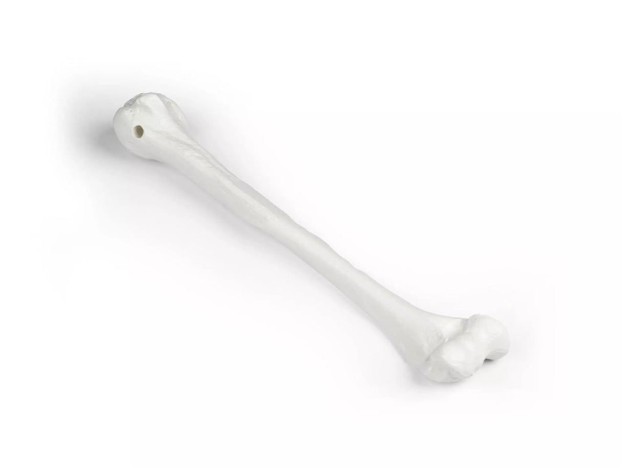 Erler-Zimmer Oberarm Modell Humerus