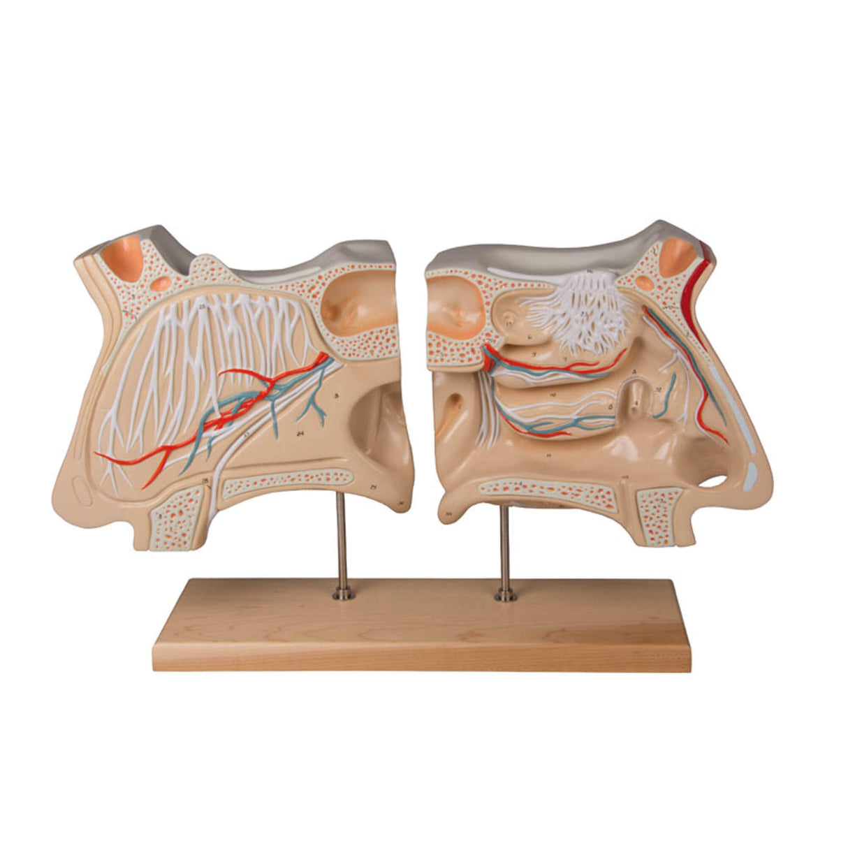 Erler-Zimmer Nase und Riechorgan Modell