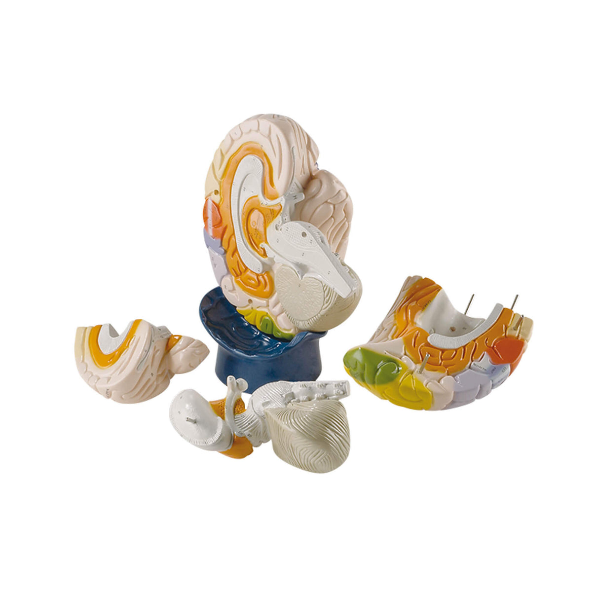 Erler-Zimmer Hirnfunktionen Modell 4 teilig 2 fache Größe