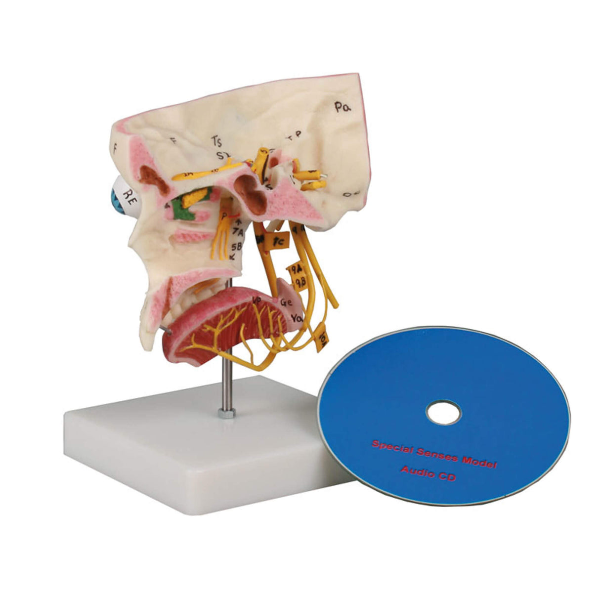 Erler-Zimmer Sinnesorgane Modell