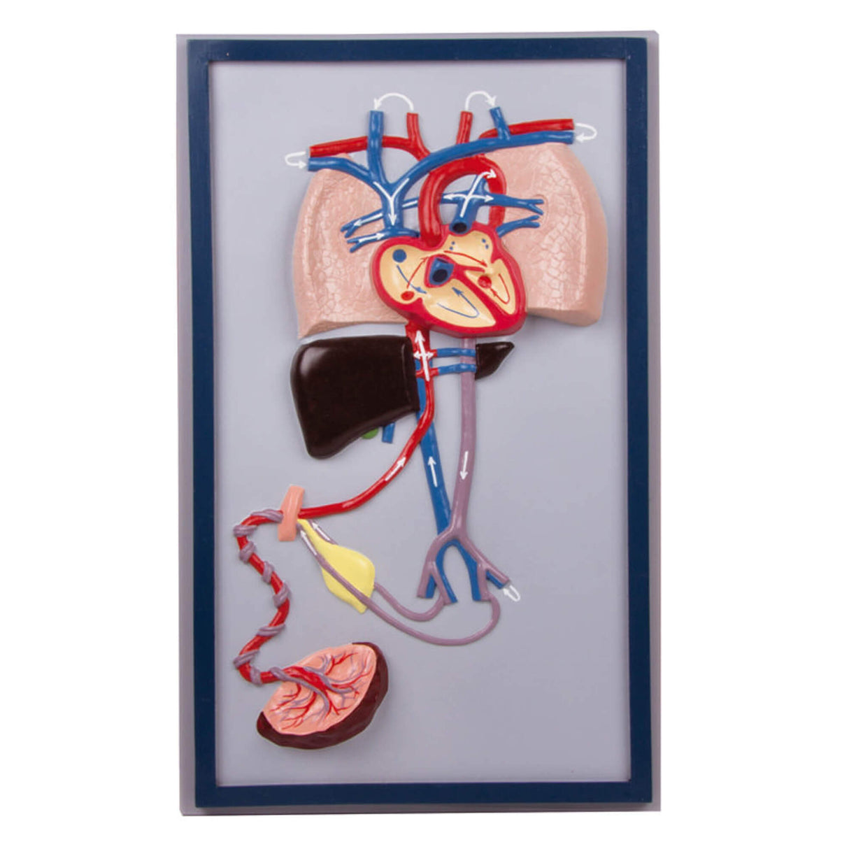 Erler-Zimmer Fetalkreislauf Modell