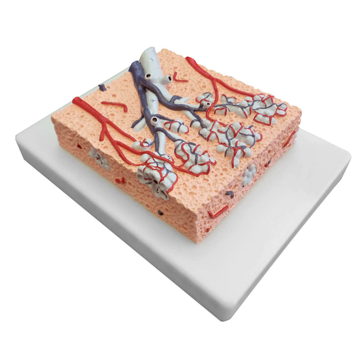 Erler-Zimmer Lungenläppchen Modell