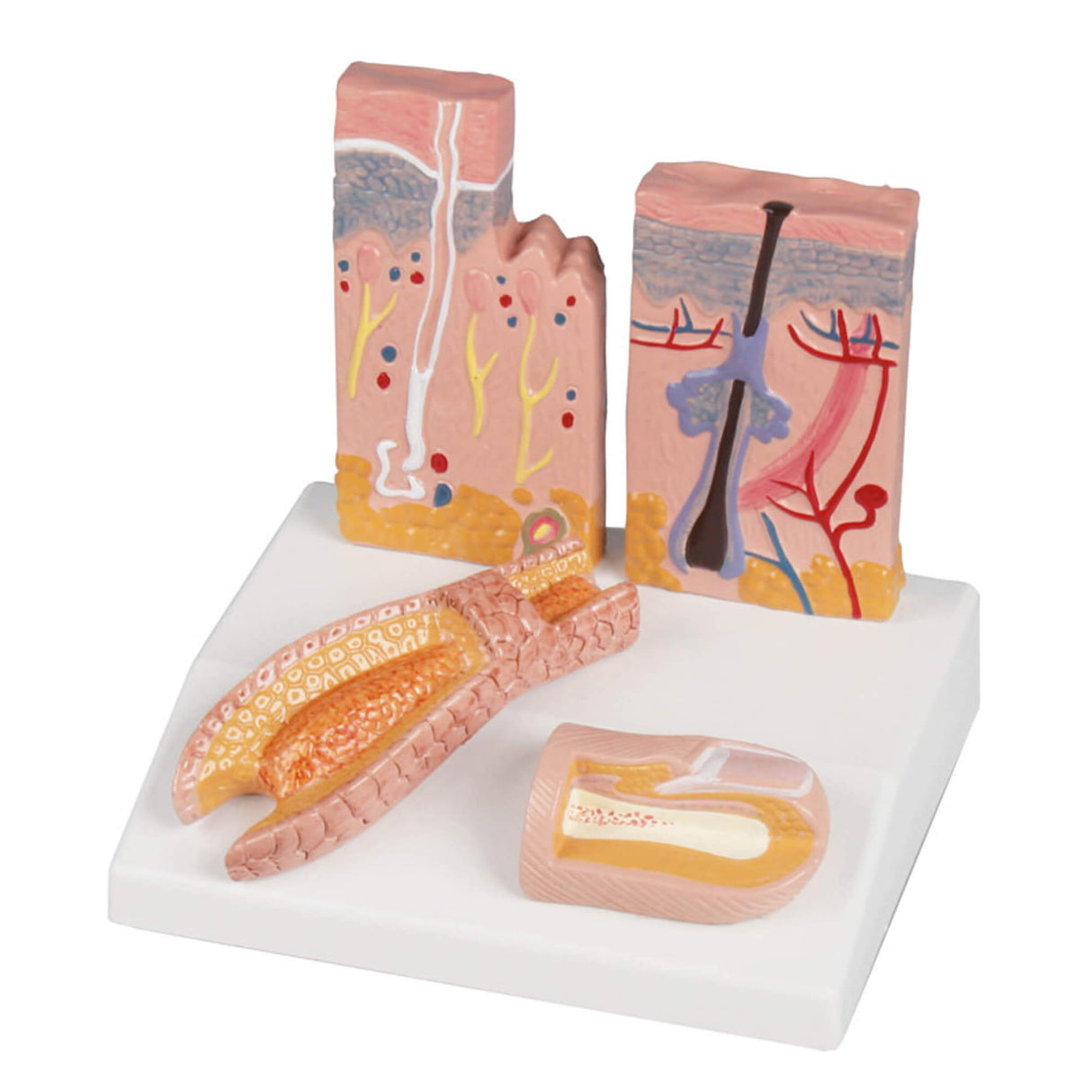 Erler-Zimmer Haut Haar Nagel Tischmodell