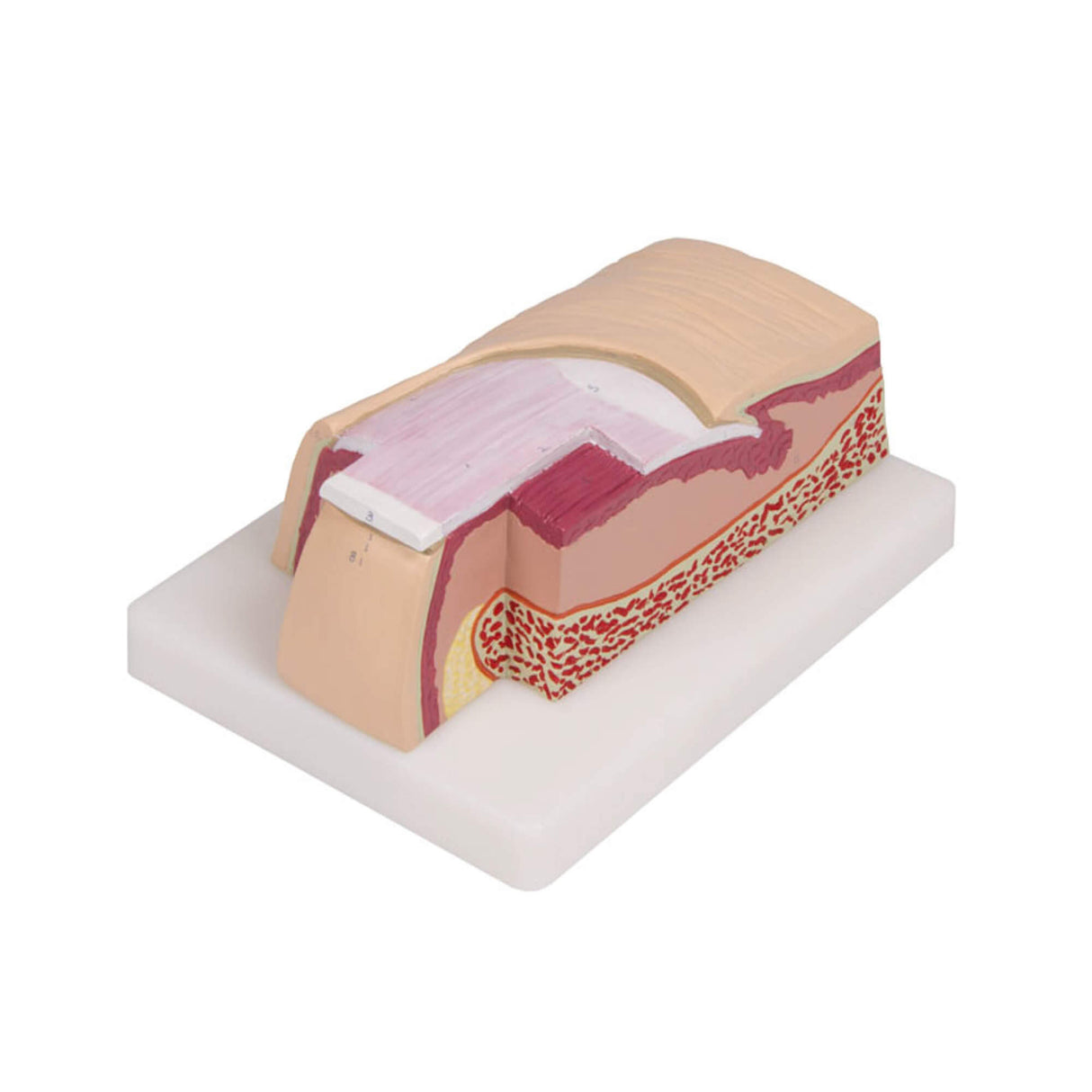 Erler-Zimmer Nagel Modell 5 fache Größe