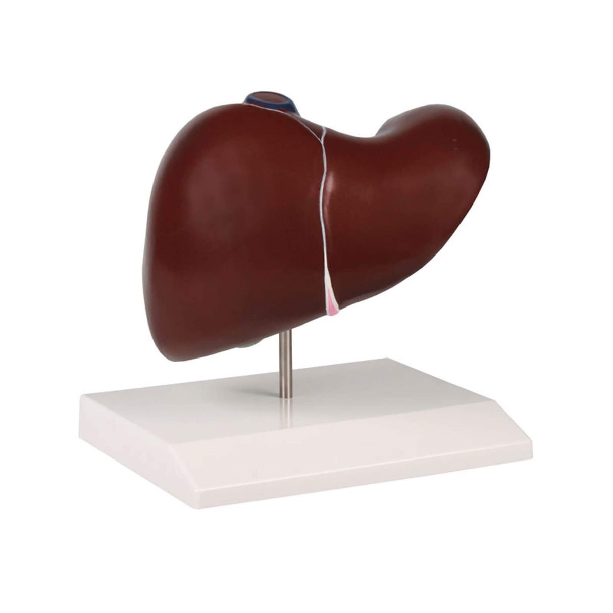 Erler-Zimmer Lebermodell mit Gallenblase