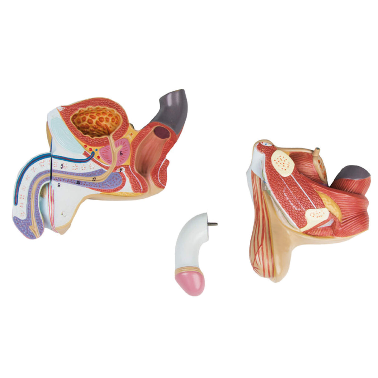 Erler-Zimmer Männliche Geschlechtsorgane Modell 4 teilig