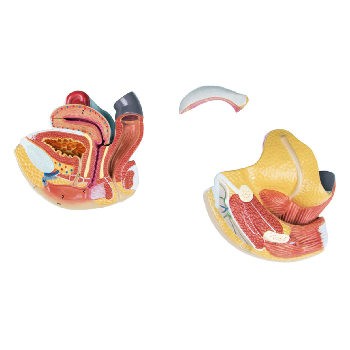 Erler-Zimmer Weibliche Geschlechtsorgane Modell 4 teilig