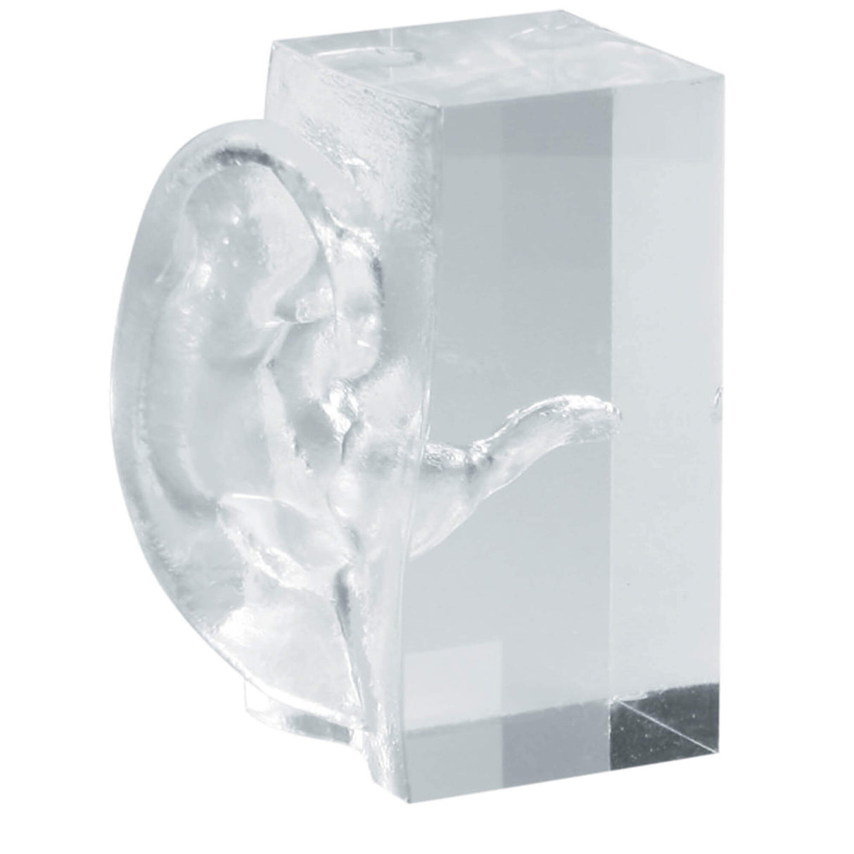 Erler-Zimmer Transparentes Ohrmodell