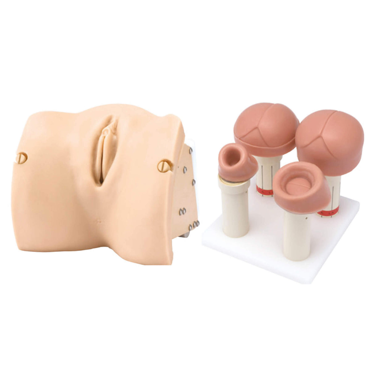 Erler-Zimmer Geburtsstadien Modul