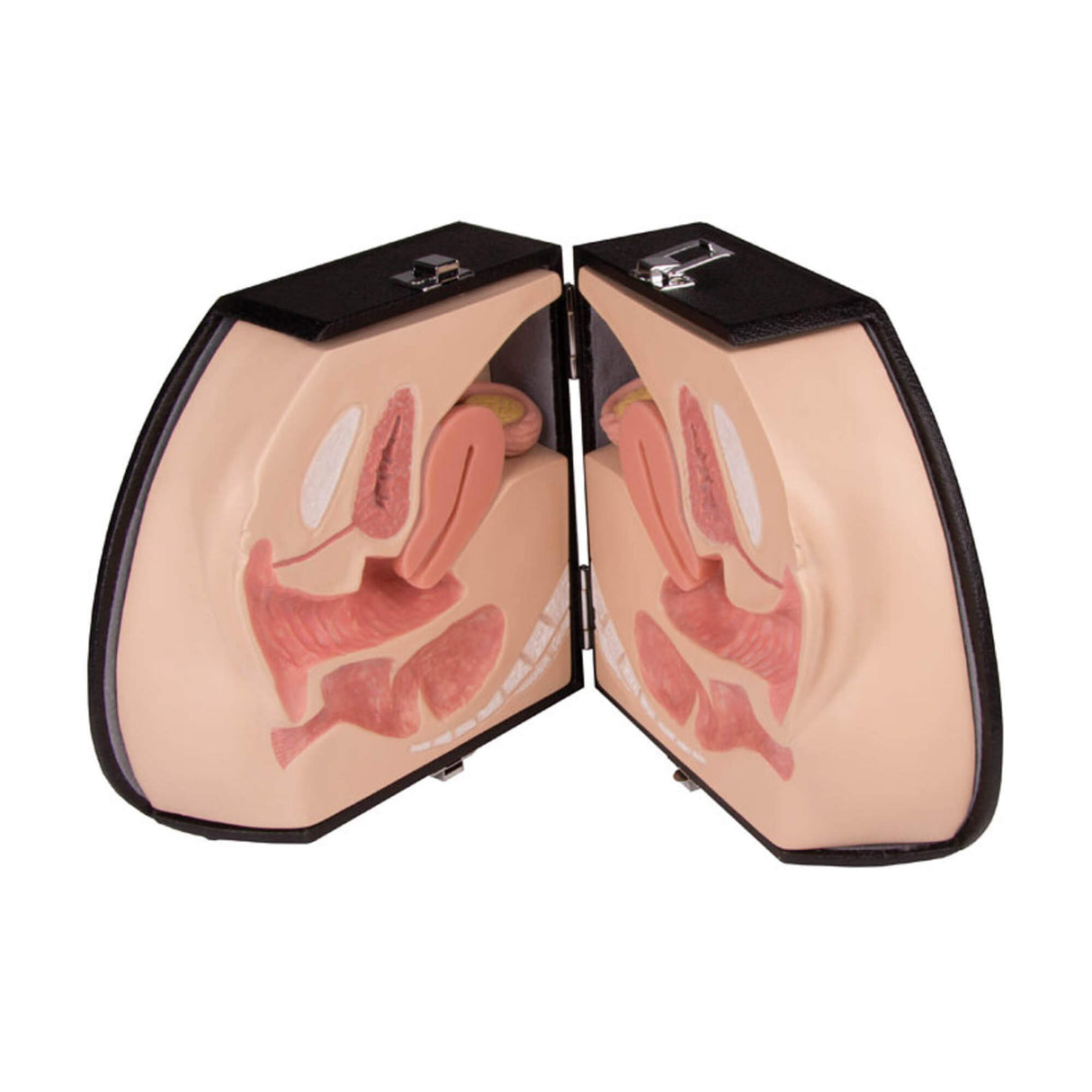 Erler-Zimmer Weibliches Genitalorgan Modell