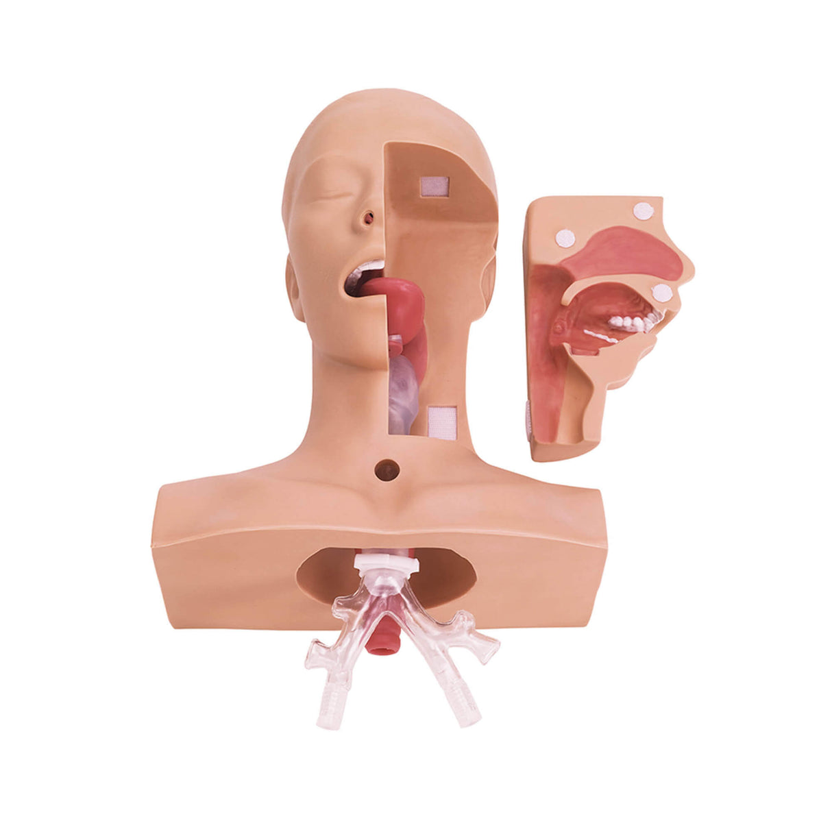 Erler-Zimmer Übungsmodell Absaugtechniken