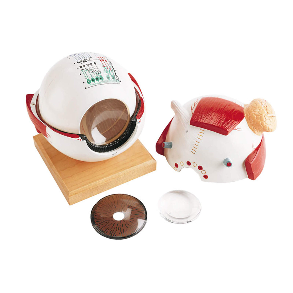 Erler-Zimmer Augapfel mit funktionaler Linse 6 fache Größe 5 tlg.