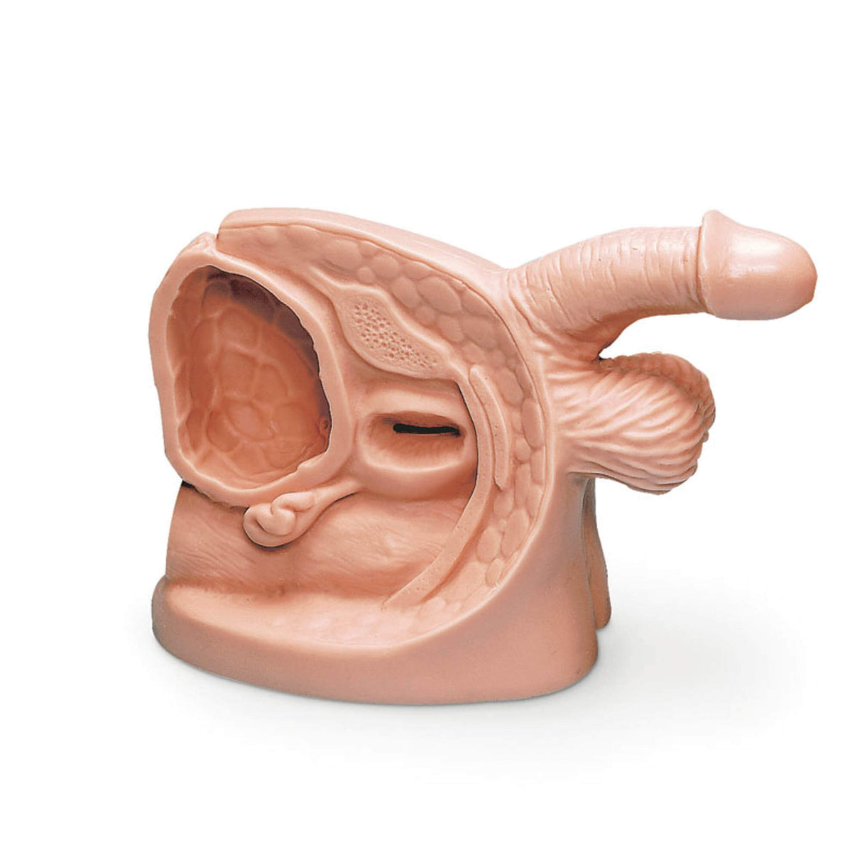 Erler-Zimmer Männliches Katheterisierungsmodell