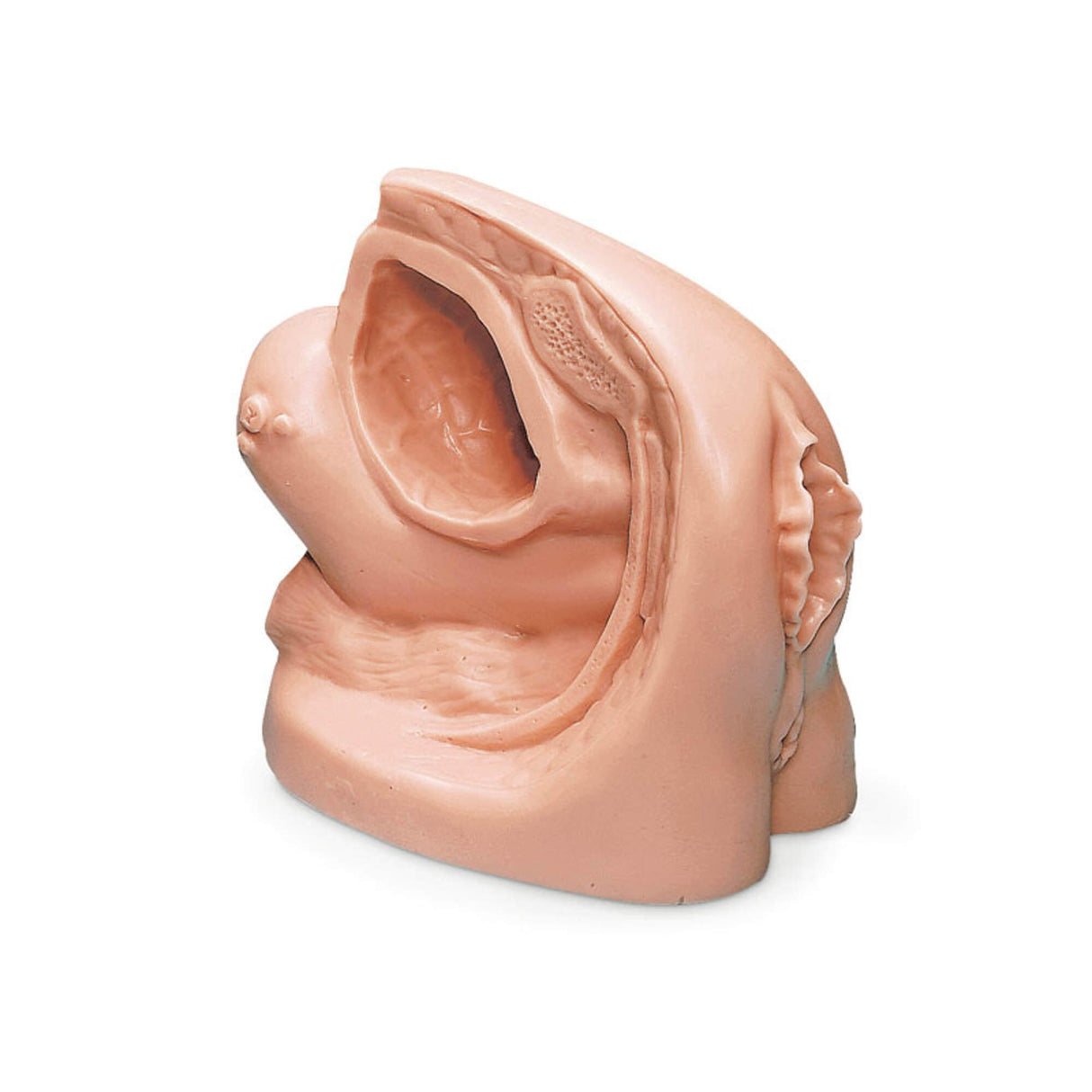 Erler-Zimmer Weibliches Katheterisierungsmodell