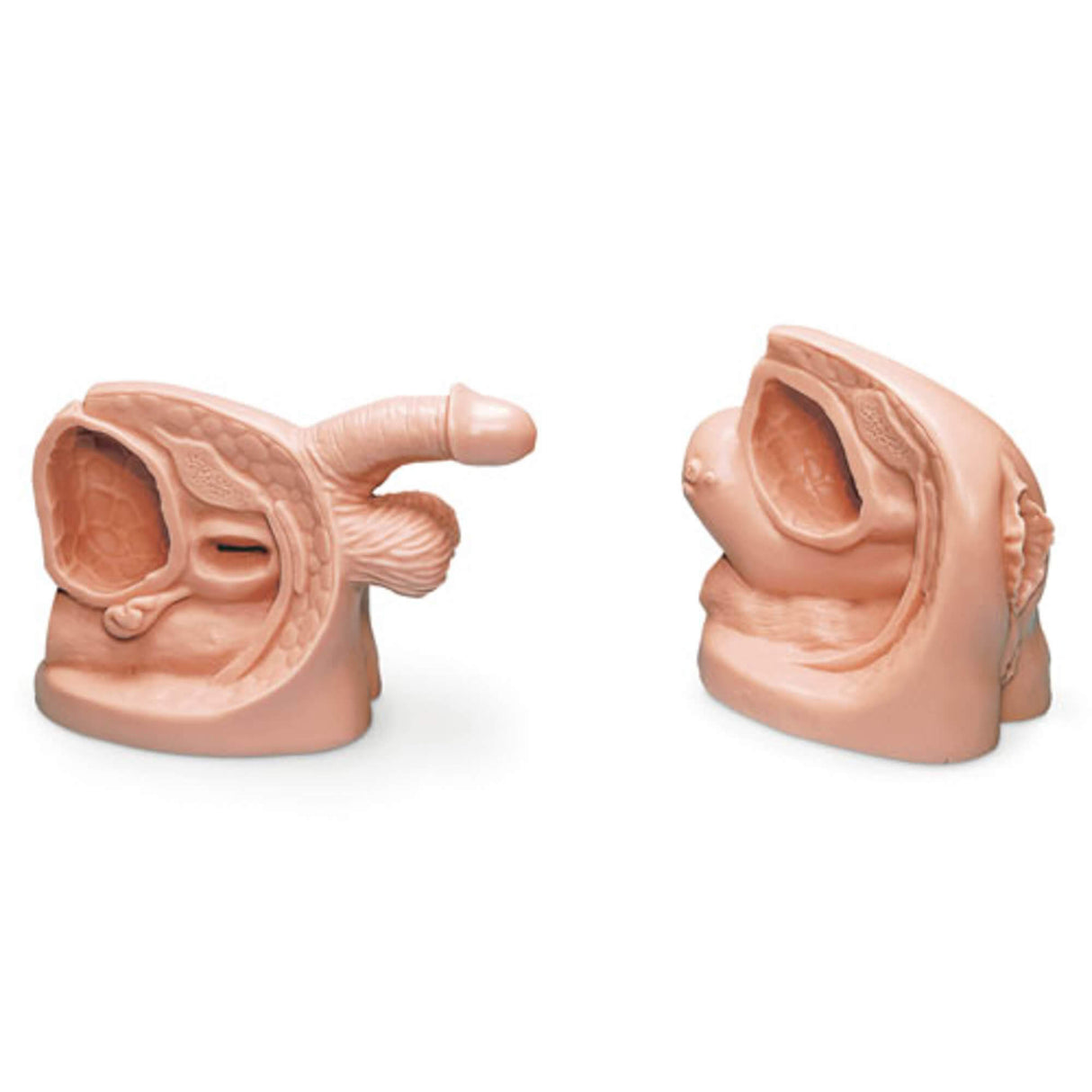 Erler-Zimmer Männliches & weibliches Katheterisierungsmodell Set