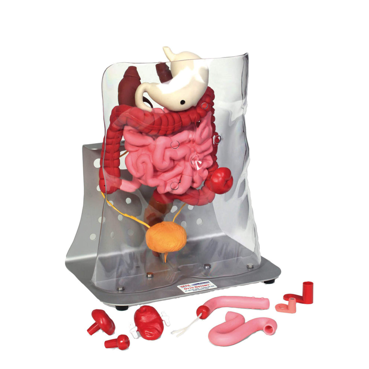 Erler-Zimmer Otto Ostomy Modell erweitert