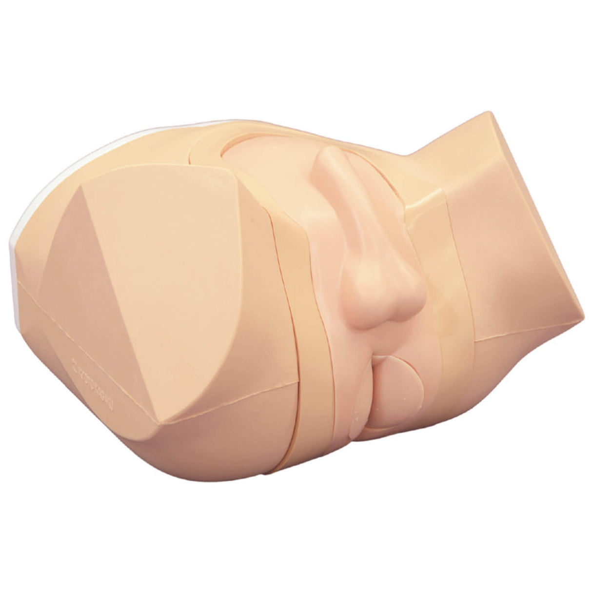 Erler-Zimmer Prostata und rektaler Untersuchungssimulator