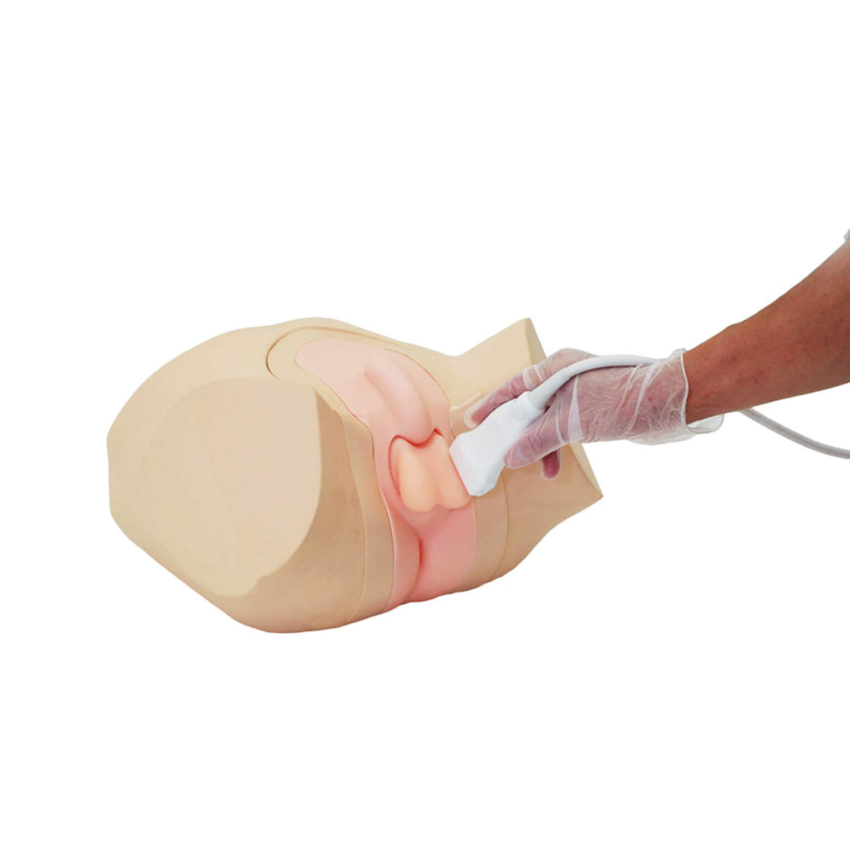 Erler-Zimmer Hoden Ultraschall Phantom